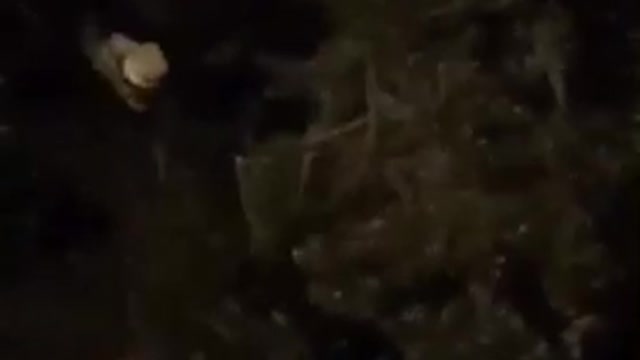 Guy falling into bush