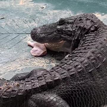THICK NECKED CROCODILE TRIES TO GET ITS SHARE...BUT ALL IN VANE