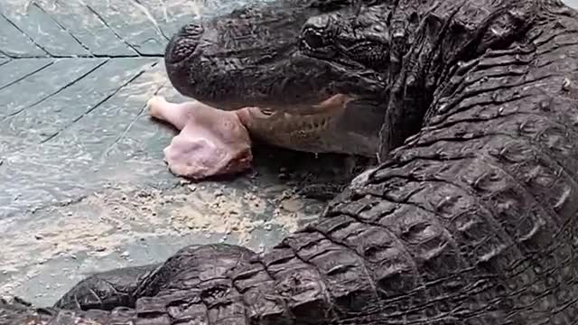 THICK NECKED CROCODILE TRIES TO GET ITS SHARE...BUT ALL IN VANE