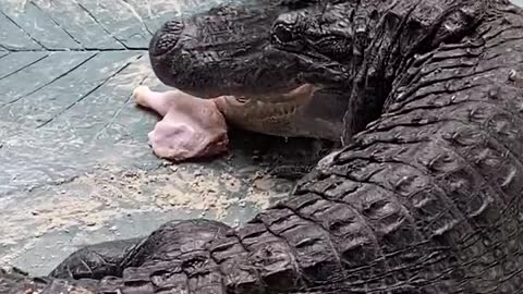 THICK NECKED CROCODILE TRIES TO GET ITS SHARE...BUT ALL IN VANE