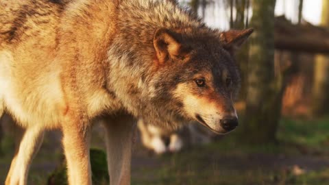 Wolf