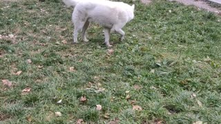 White dog #dogsofinstaworld #adoptdontshop #doggy #dogsofig #k #lovedogs #instadogs #instagood #nature #rescuedog #perros #cat #hund #photooftheday #animal #puppylife #happydog #bhfyp #hundeliebe #labrador #dogmom #pitbull #cutedog #goldenretriever #photo