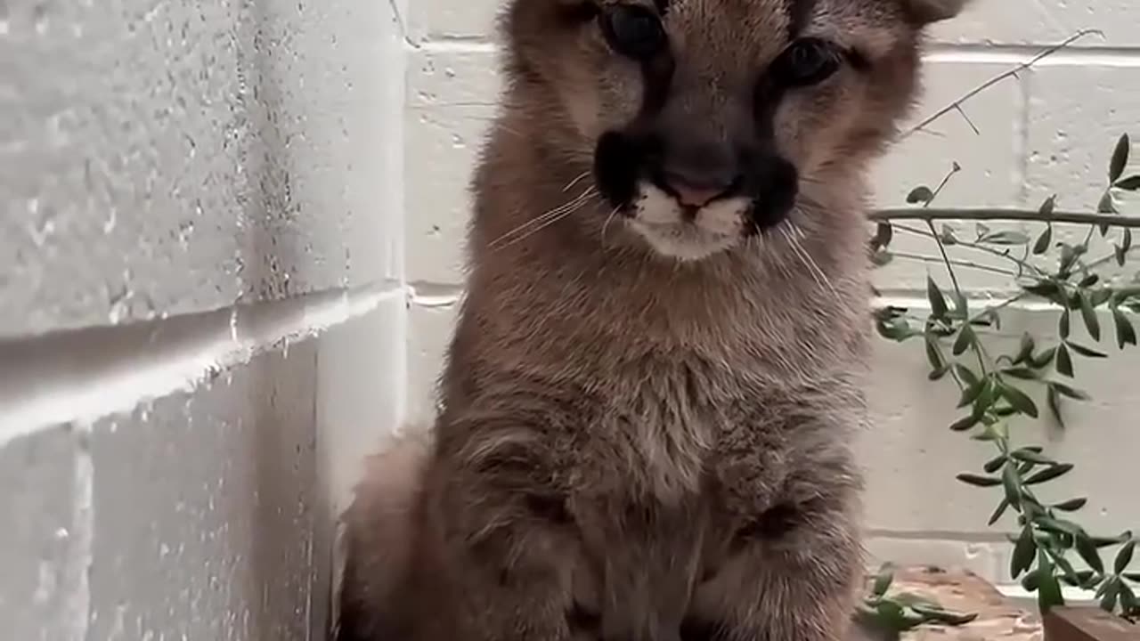 "Saving Sable: The Incredible Rescue of a Puma Cub"