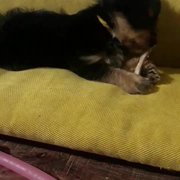 Bone entertains her.