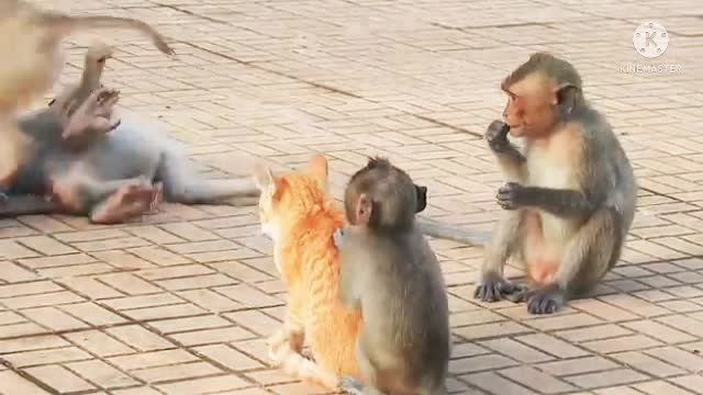 Amazing funny Animals video 2022