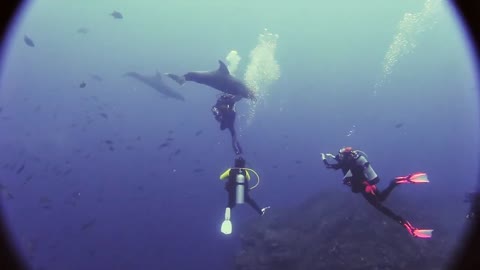 Wild dolphin wants tummy scratched by scuba divers