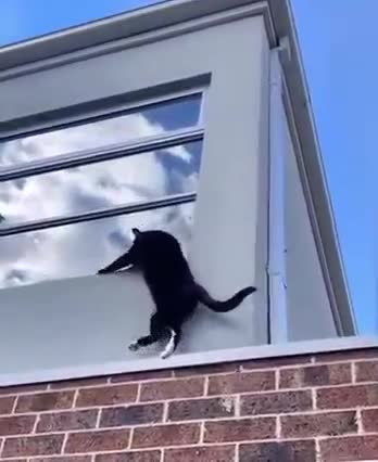 Smart Cat 😆😆😆