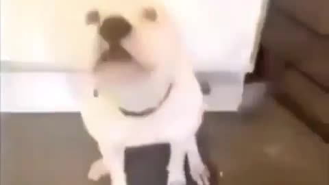 Perro bailando con cancion del dk country