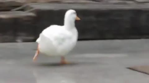 Duck have super powers like flash
