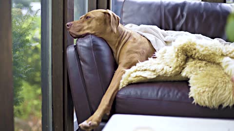 A Large Breed Dog Sleeping On A Sofa