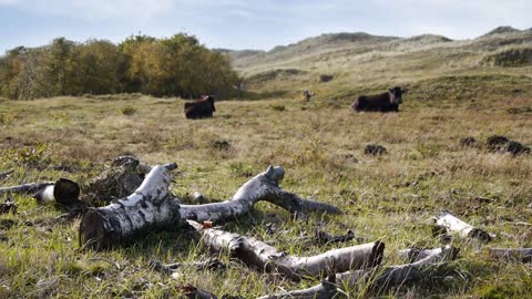 Landscape with dunes and cows