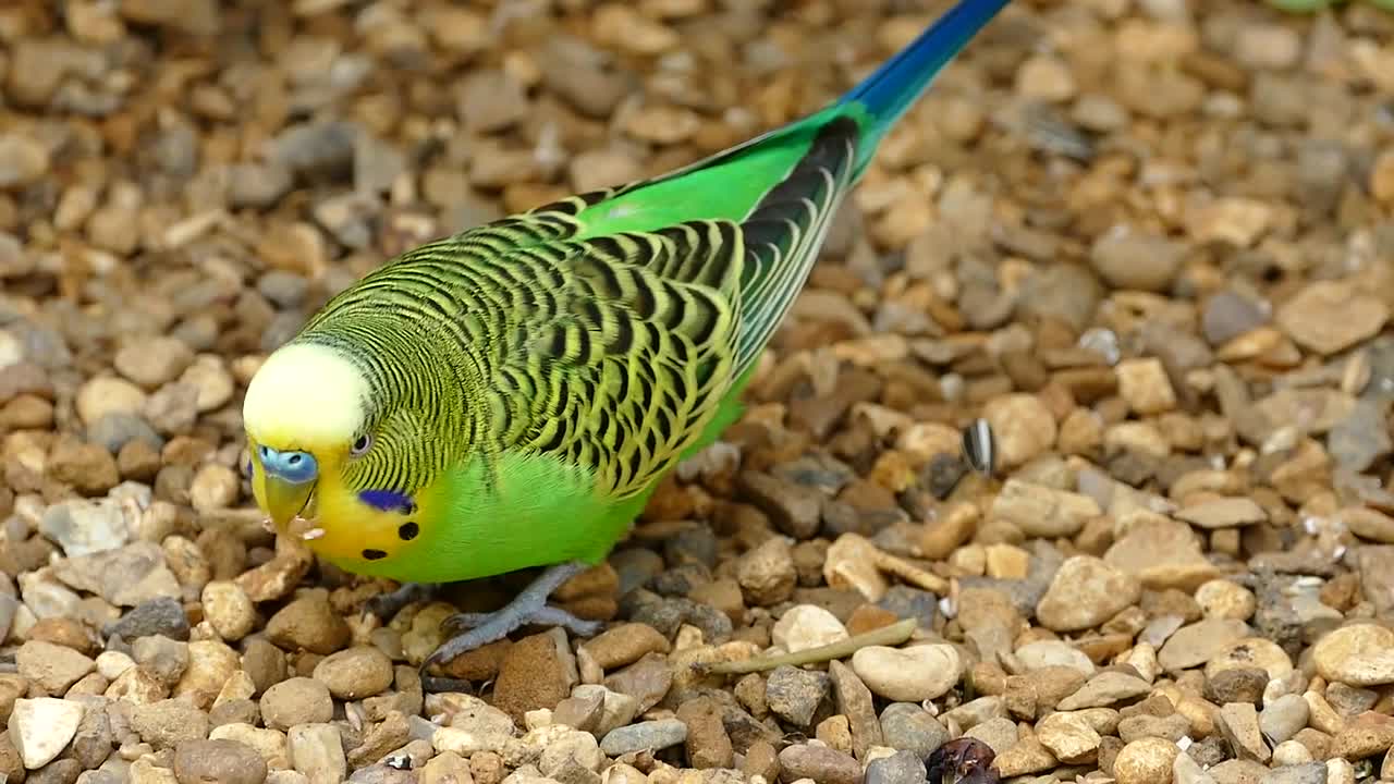 So cute budgerigar while eating