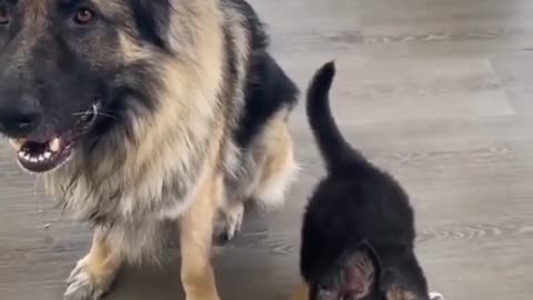 Learning dog just