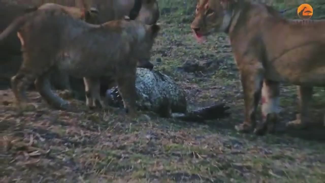 Desperate Lions Catch Crocodile to Feed Cubs