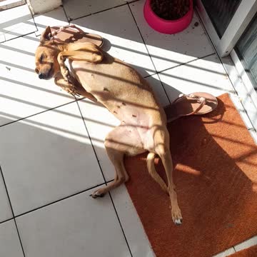 my beautiful dog very cute dia perfeito