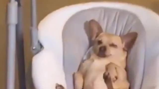 Unbelievable!!! 😻❤ Smart Dog Reactions 🔥 #3