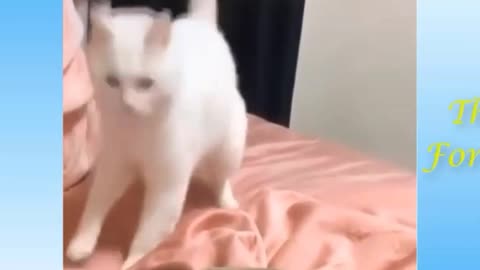 Funny cat dance with beat.