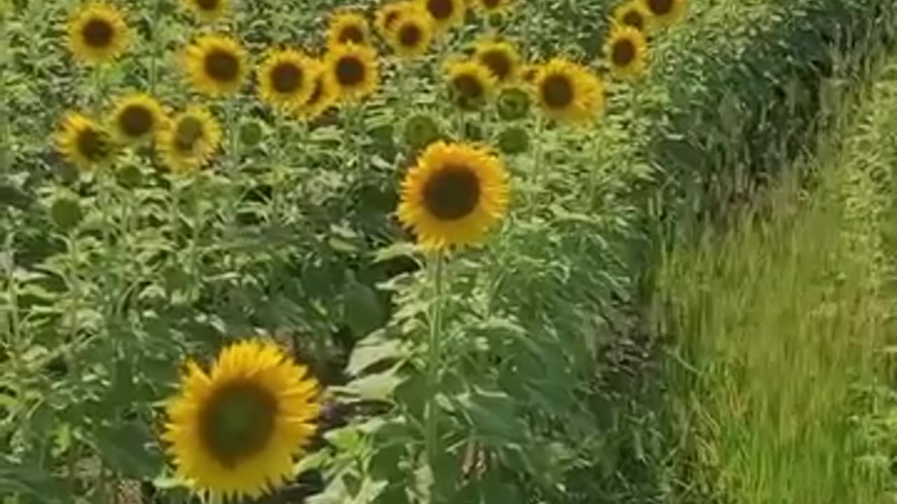 Sunflowers knew that our sun today is fake