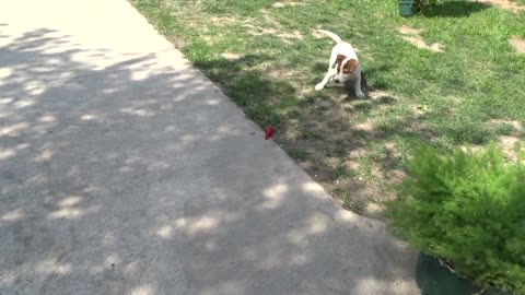 Cachorro completamente cautivado con una oruga robot