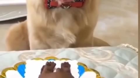 Funny dog