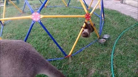 Baby Sloths being sloths - FUNNIEST compilation