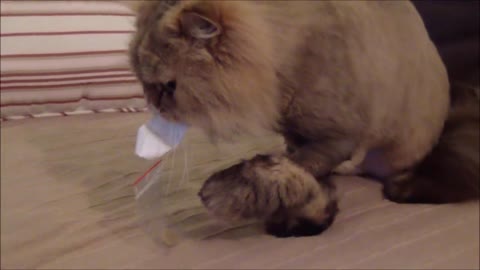 Funny Moments with Janelle - Persian Cat doing hilarious stuff