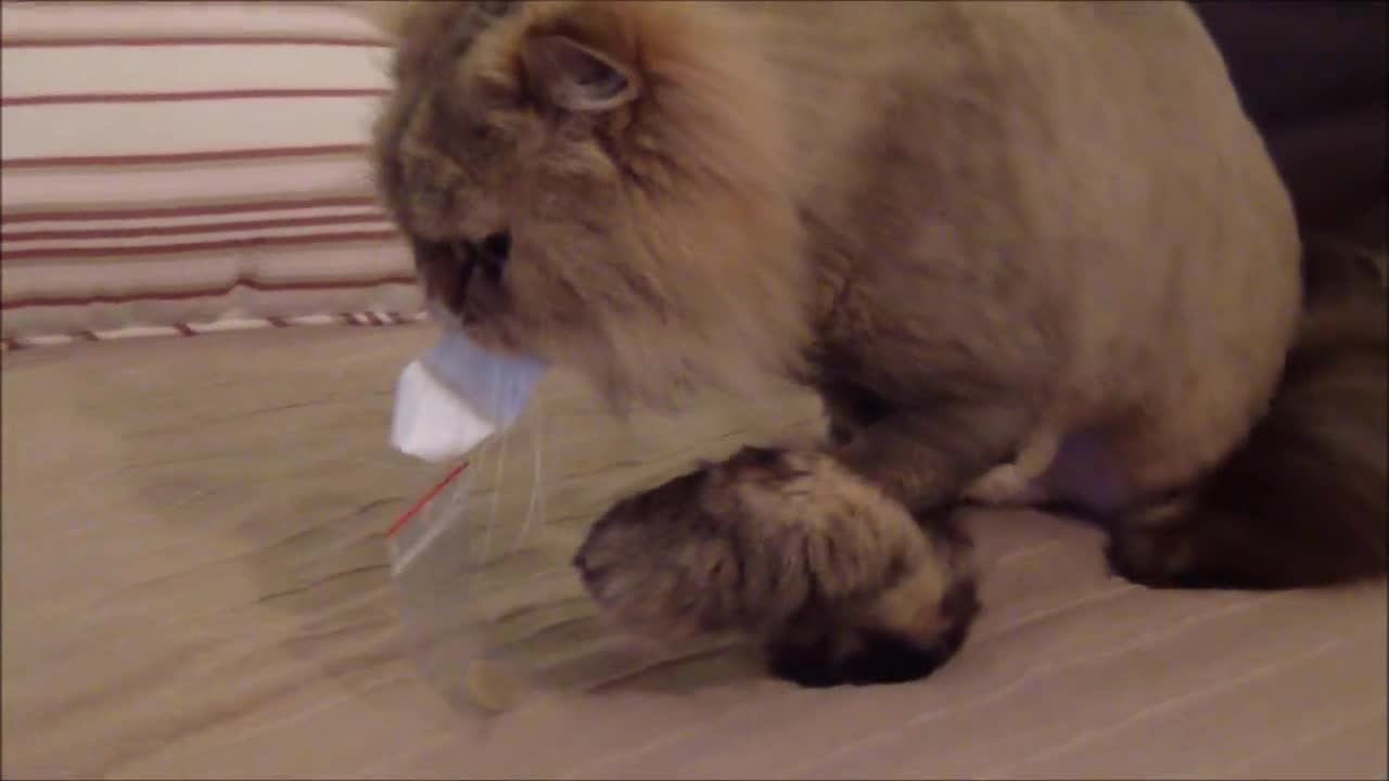 Funny Moments with Janelle - Persian Cat doing hilarious stuff