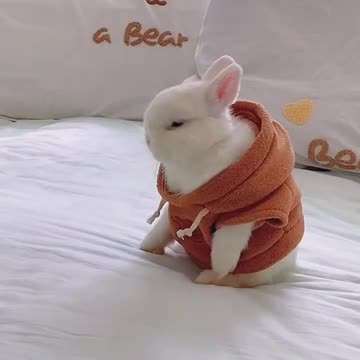 Bunny can dance