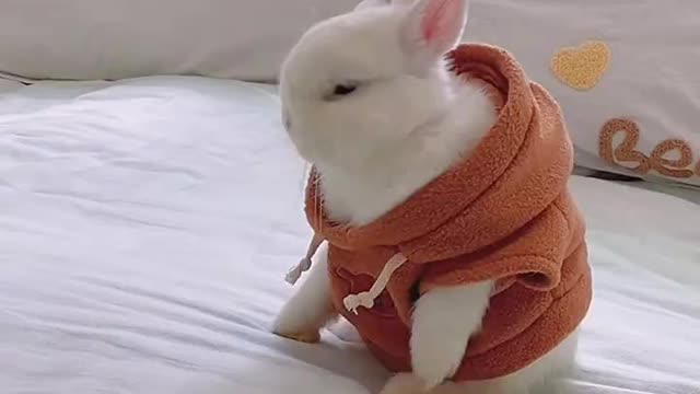 Bunny can dance