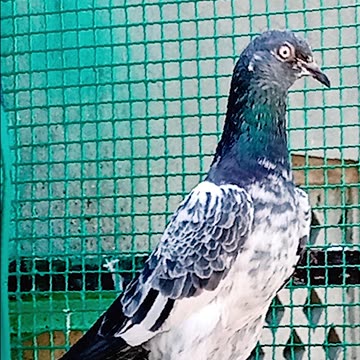 Ustad Malik Mohkam Khokhar Pigeons