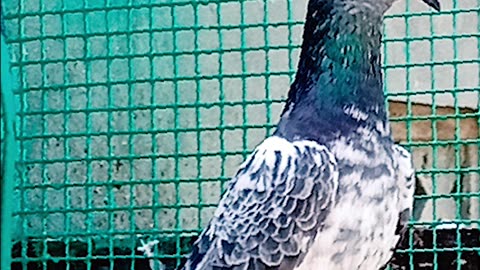 Ustad Malik Mohkam Khokhar Pigeons