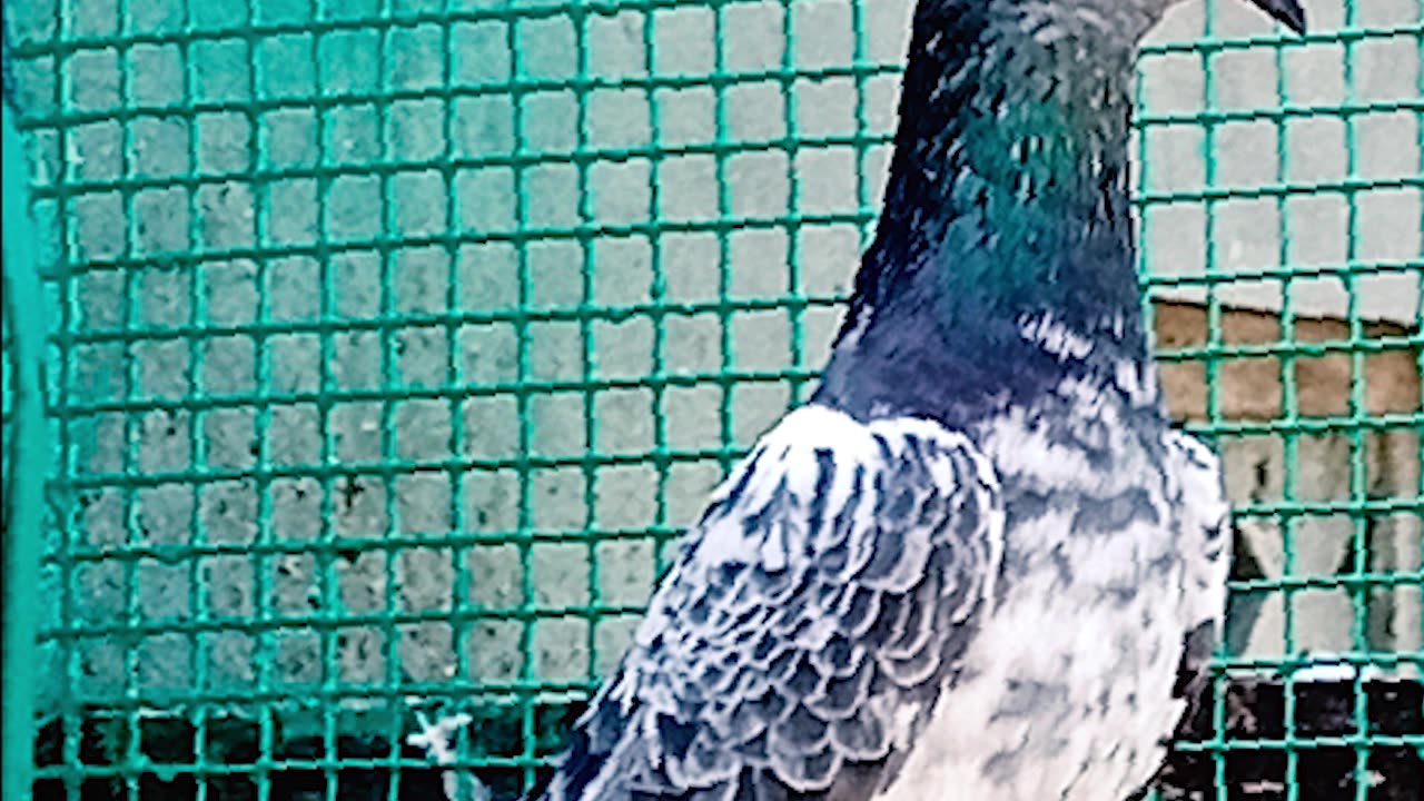 Ustad Malik Mohkam Khokhar Pigeons