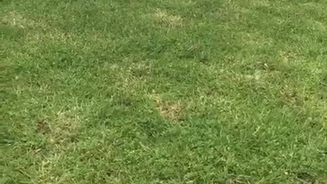 White chicken at fence walks towards camera