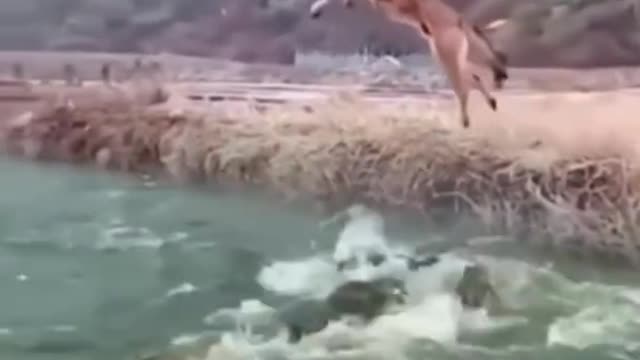 dog survived death