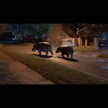 Two hippos take a stroll in Meer En See, Richards Bay