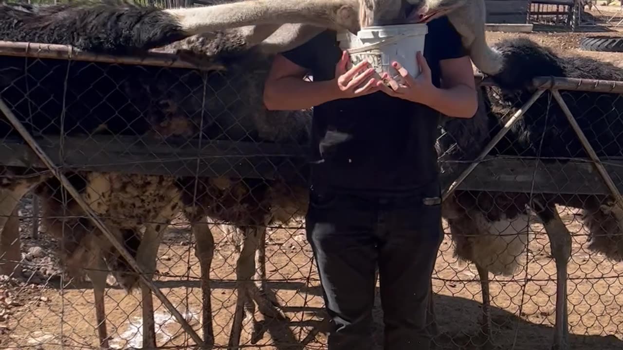 Hungry Ostriches Give Guy a Neck Massage