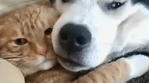 Dog and Cats love