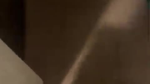 VOLUME ⬆️ CAT LITERALLY SAID ‘NO’