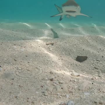 Fish Swimming In The Sae #Fish_Swimming_In_The_Sea#animals_Nuture #tortoise #Recpect