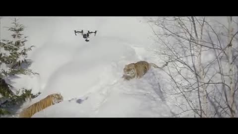 Drone & Tigers - drone montreal