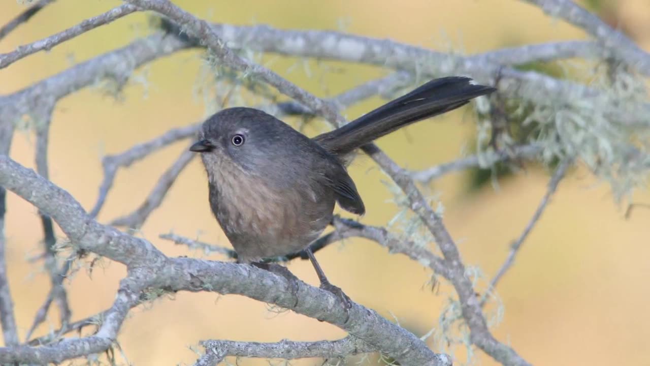 Wrentit Bird Sound Video