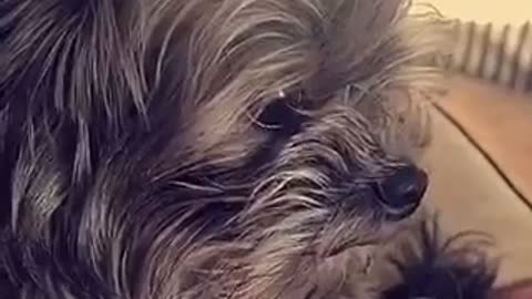 Small dog with mohawk hair
