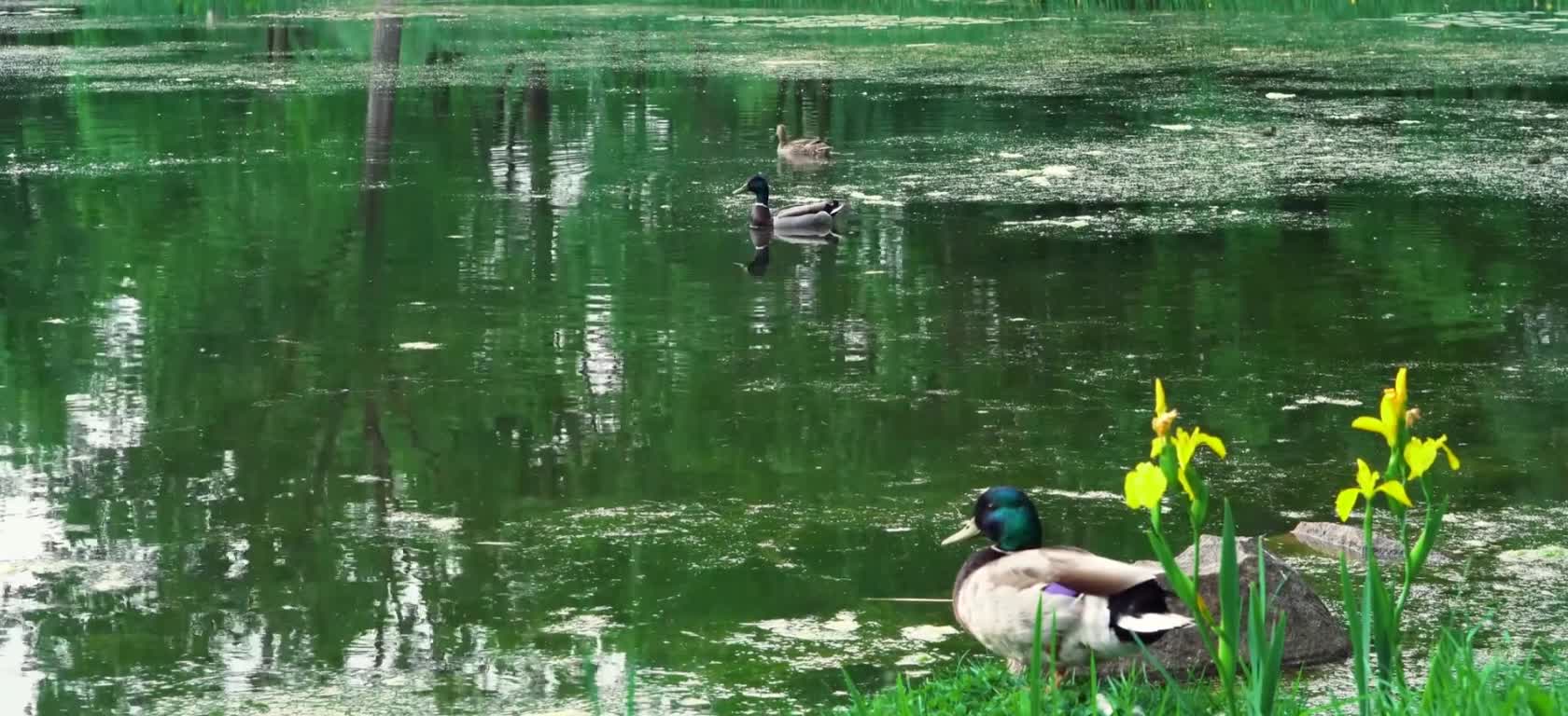 green scene