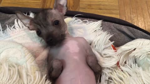 0:02 / 2:37 "Poppy Pablo" my hairless Chinese Crested puppy lovin his rubbin