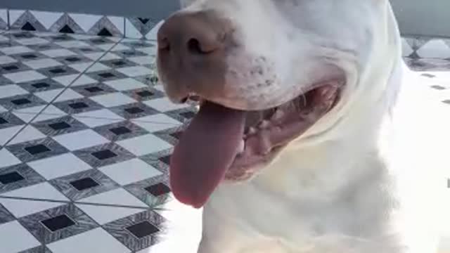 pit bull calma