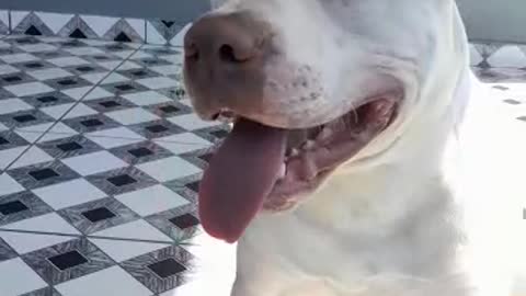 pit bull calma