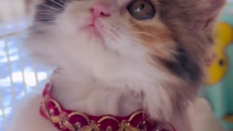 Cat video Playing Beautifull cat video-funny cat video #beautiful