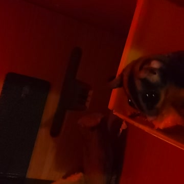 Syd and lola awake and hungry