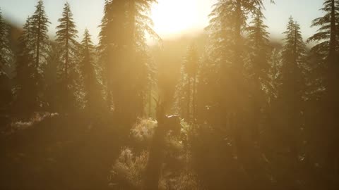 Deer Male in Forest at Sunset