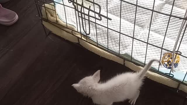 Kitten Cage Escape